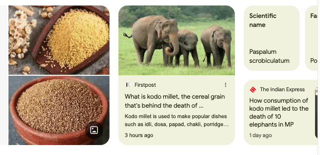 Kodo Millets – Reason behind Bandhavgarh Tiger Reserve Elephant’s Death