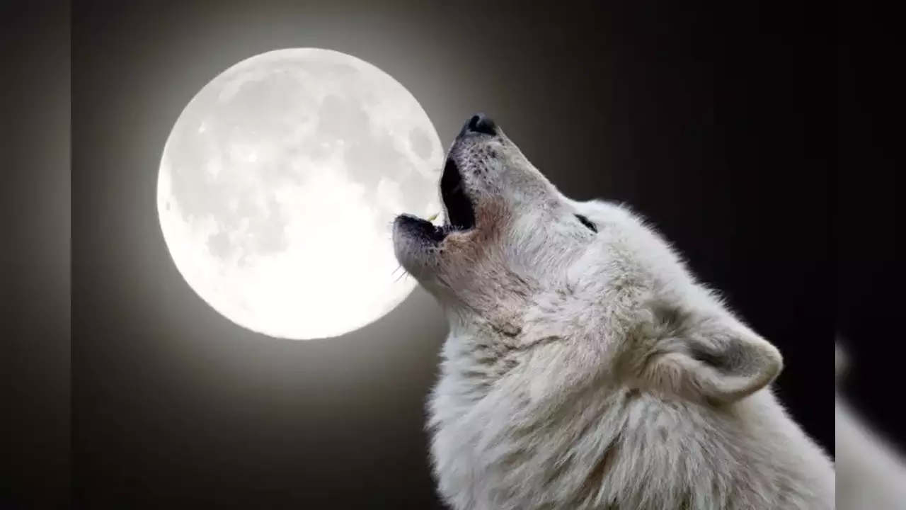 January Full Moon Wolf Moon Astrology